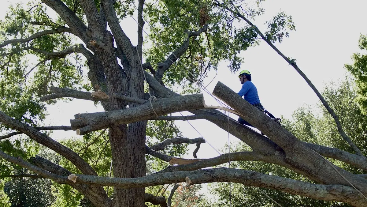 Professional Crown Thinning performed by certified arborists in Mentmore