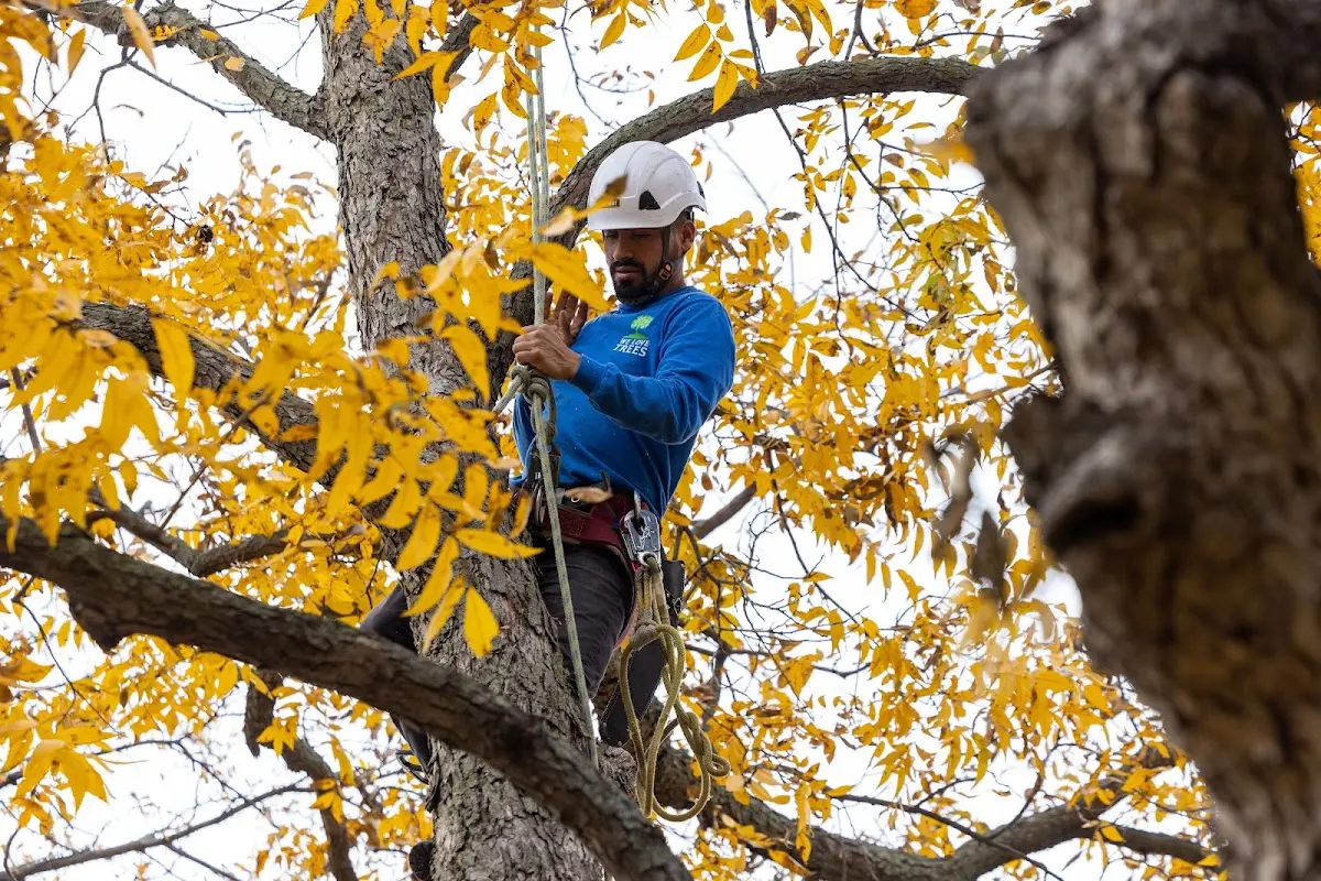 Skilled Tree Pruning crew working in Mentmore
